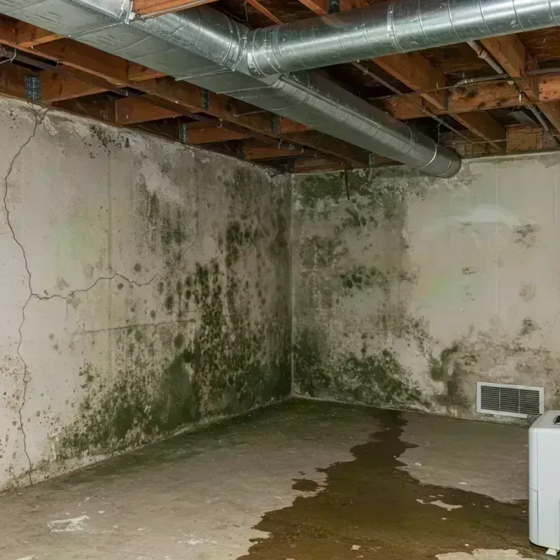 Professional Mold Removal in Winchester, KY